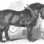A draught horse